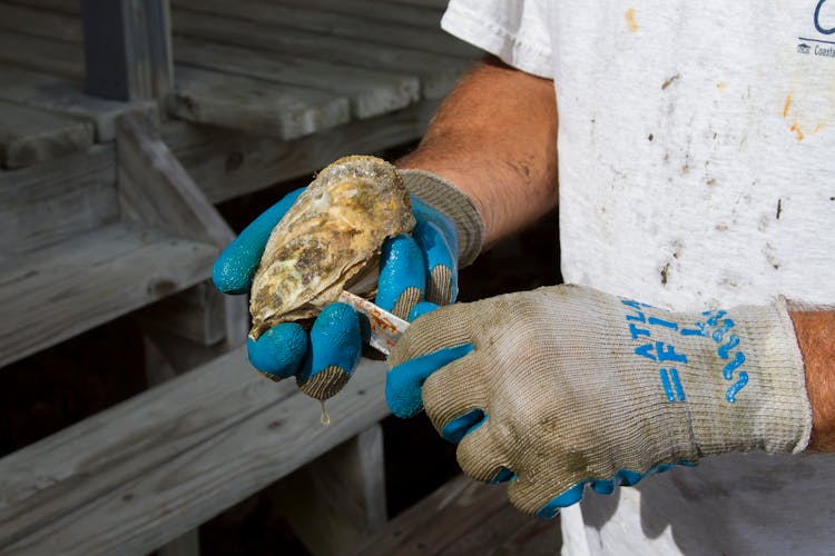 Close-Up Shot Of Person Removing Shuck Of The Oyster