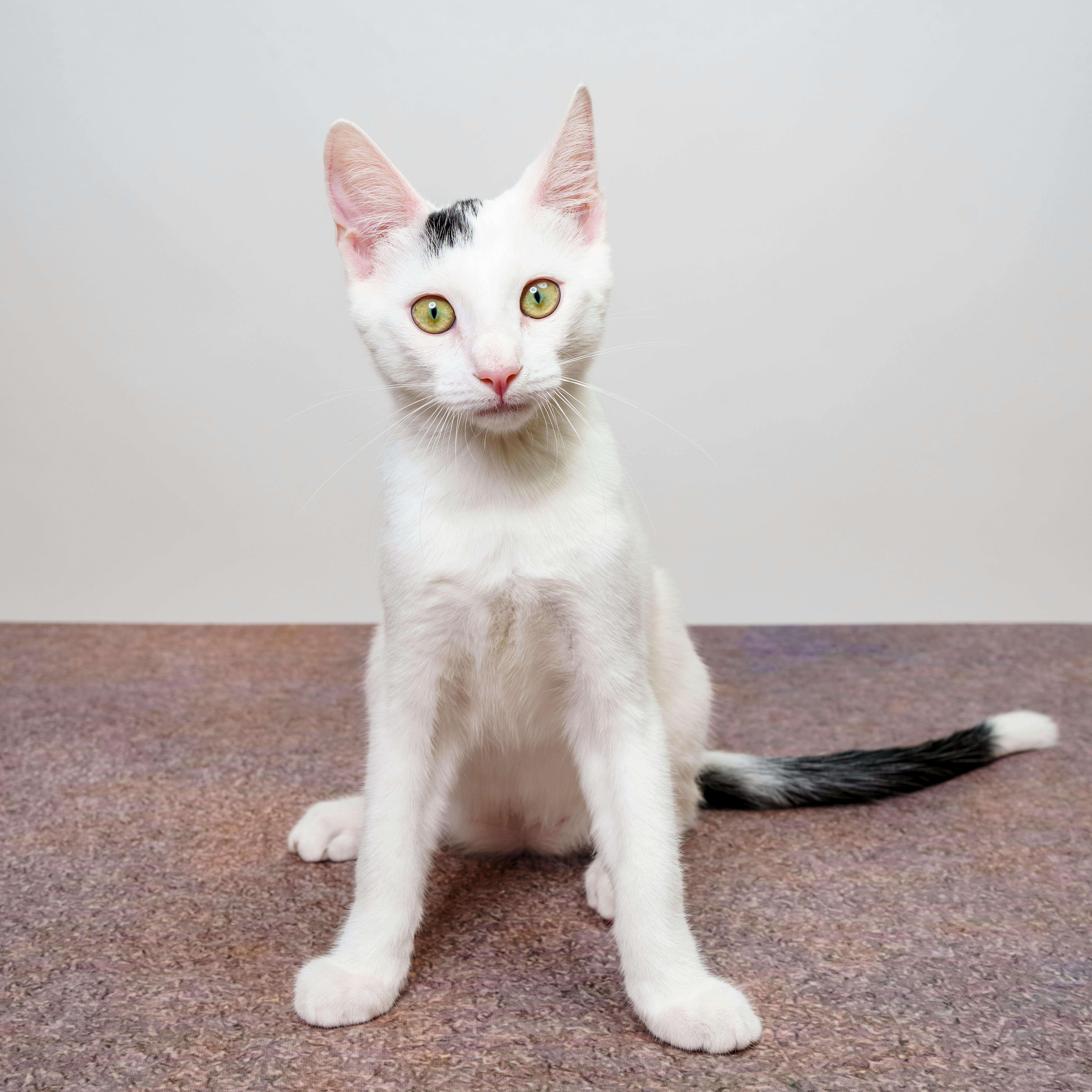 Curious Kitten Seated Studio