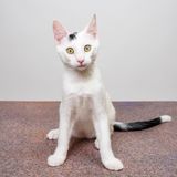 White kitten in a studio, photo by frank minjarez on Pexels