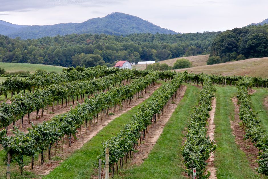 Lush vineyard rows stretch towards a picturesque mountain, epitomizing rural viticulture during the growing season.