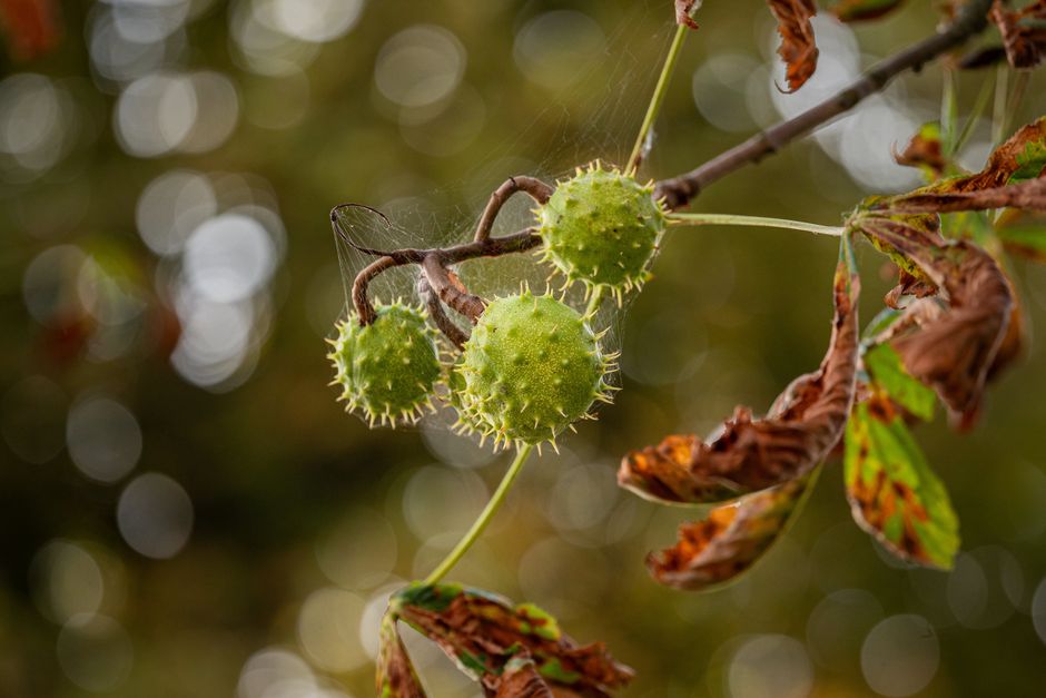 Green horse chestnut conkers on a branch — chestnut tree in Surrey BC