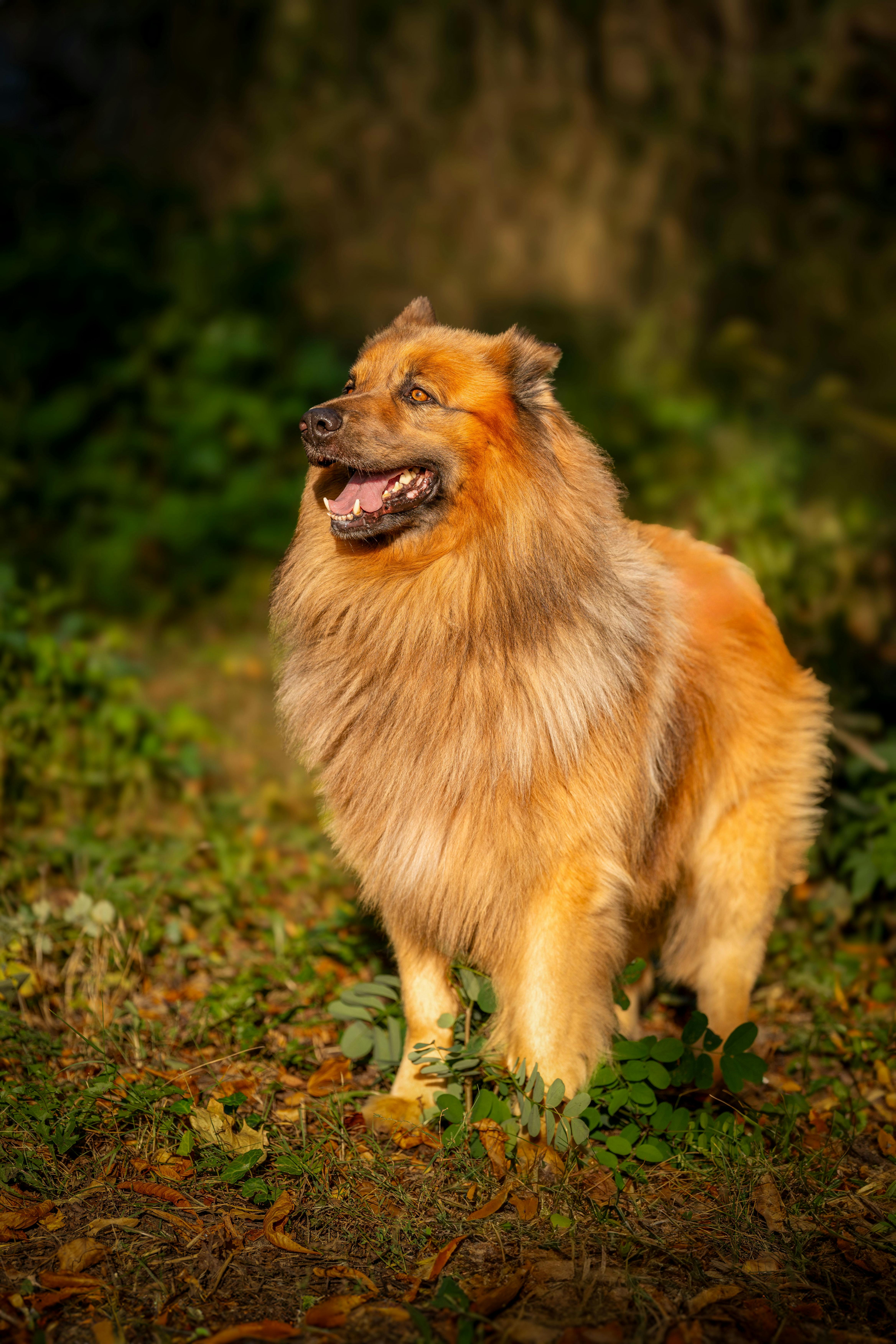 A fluffy Harzer Fuchs dog alert in a verdant forest setting, showcasing its long fur.