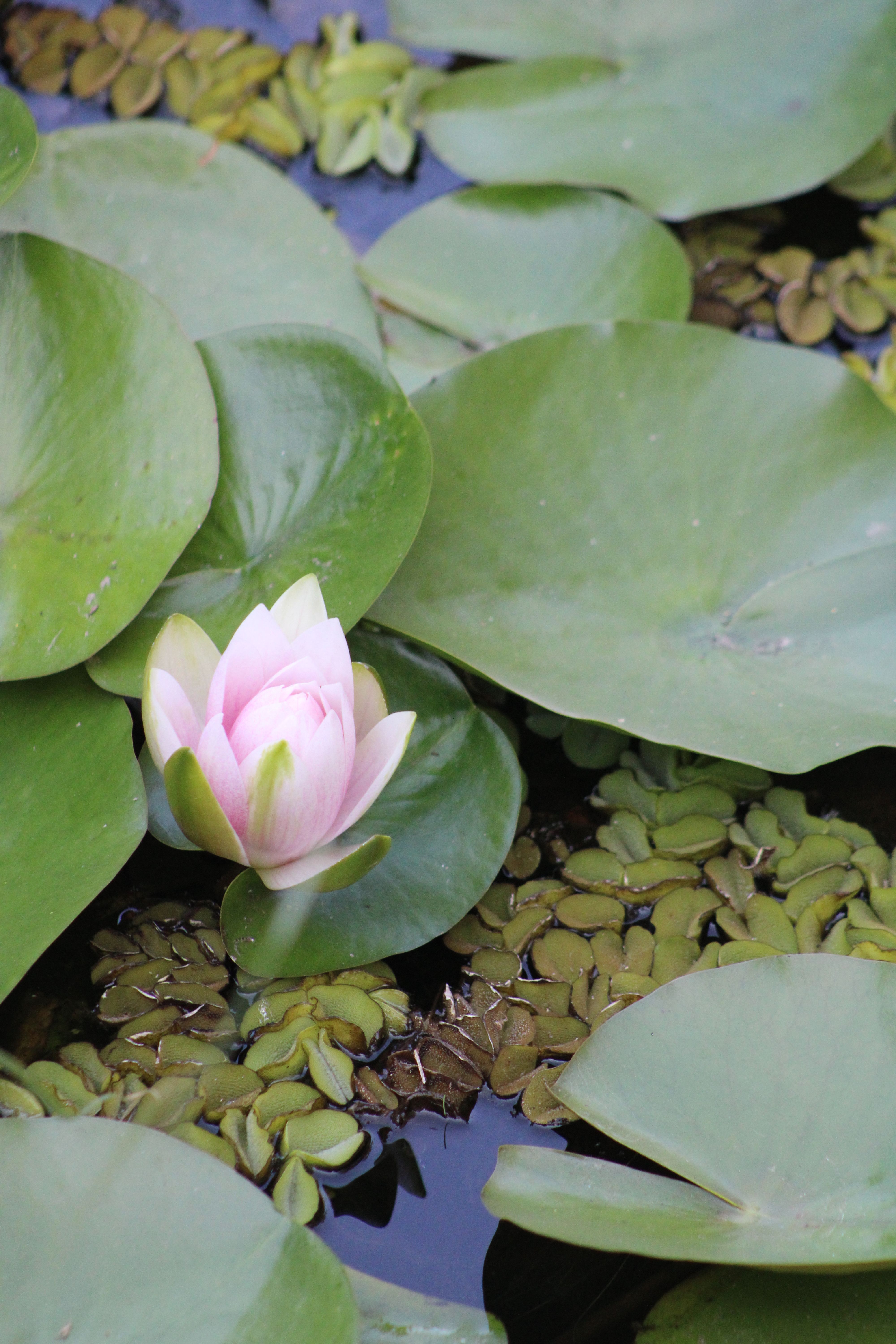 A vibrant pink lotus flower amidst lush green lily pads in a tranquil outdoor garden.