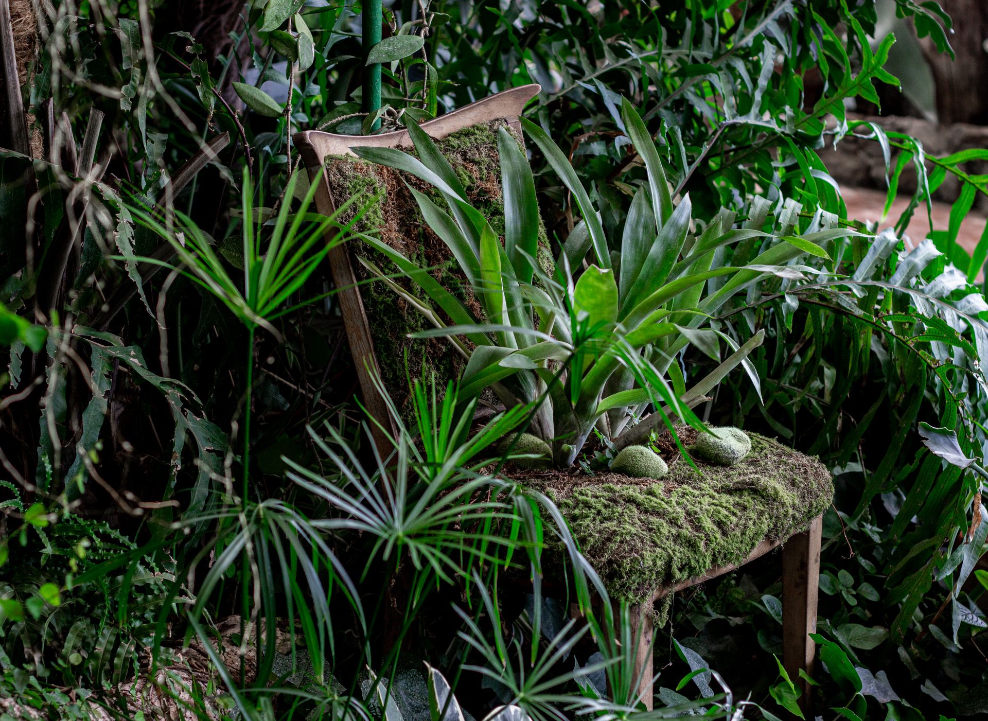 A moss-covered chair surrounded by dense foliage illustrates nature's reclaiming power.