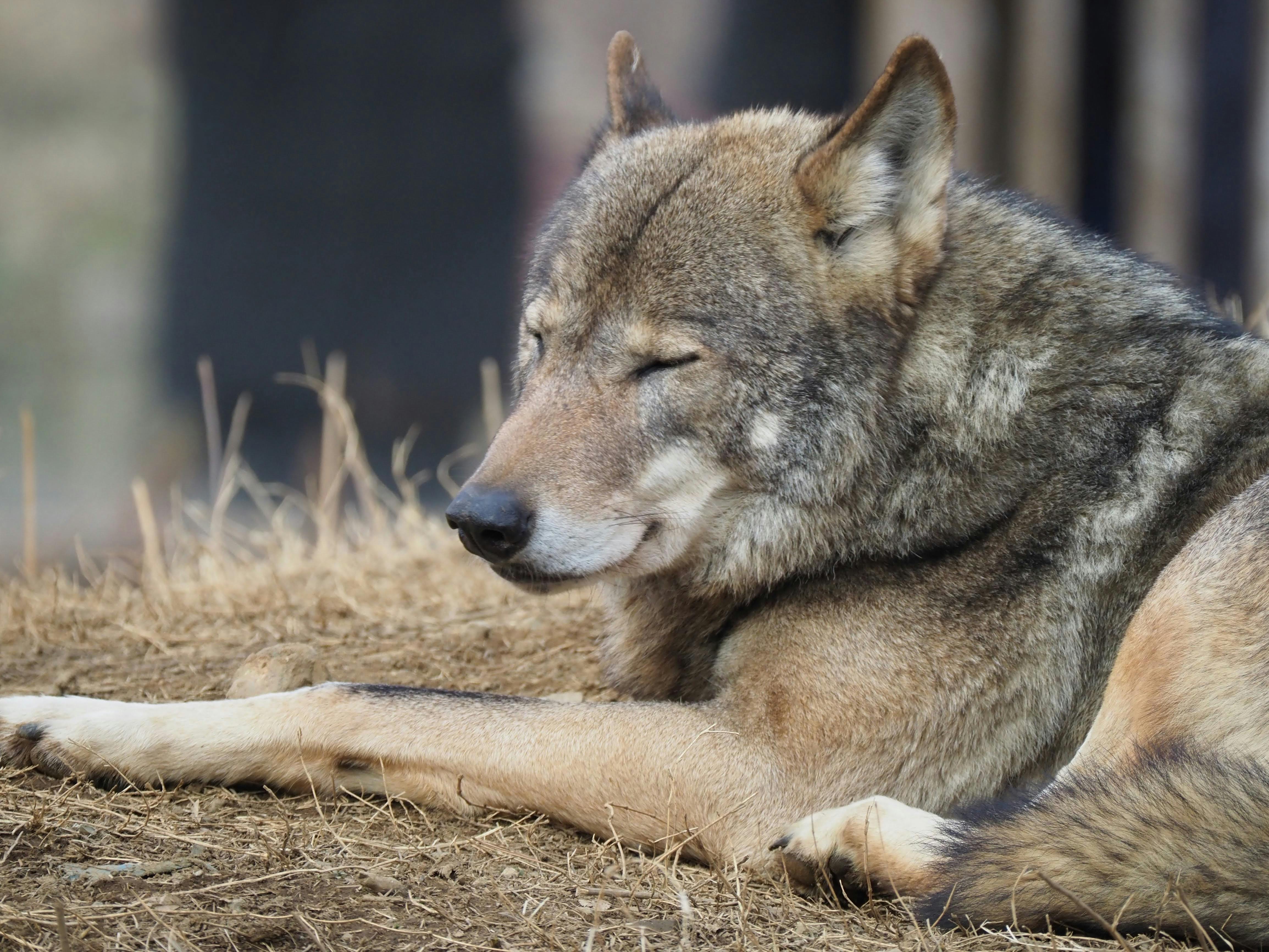 Understanding the Wolf Coyote Dog Hybrid: Facts and Traits