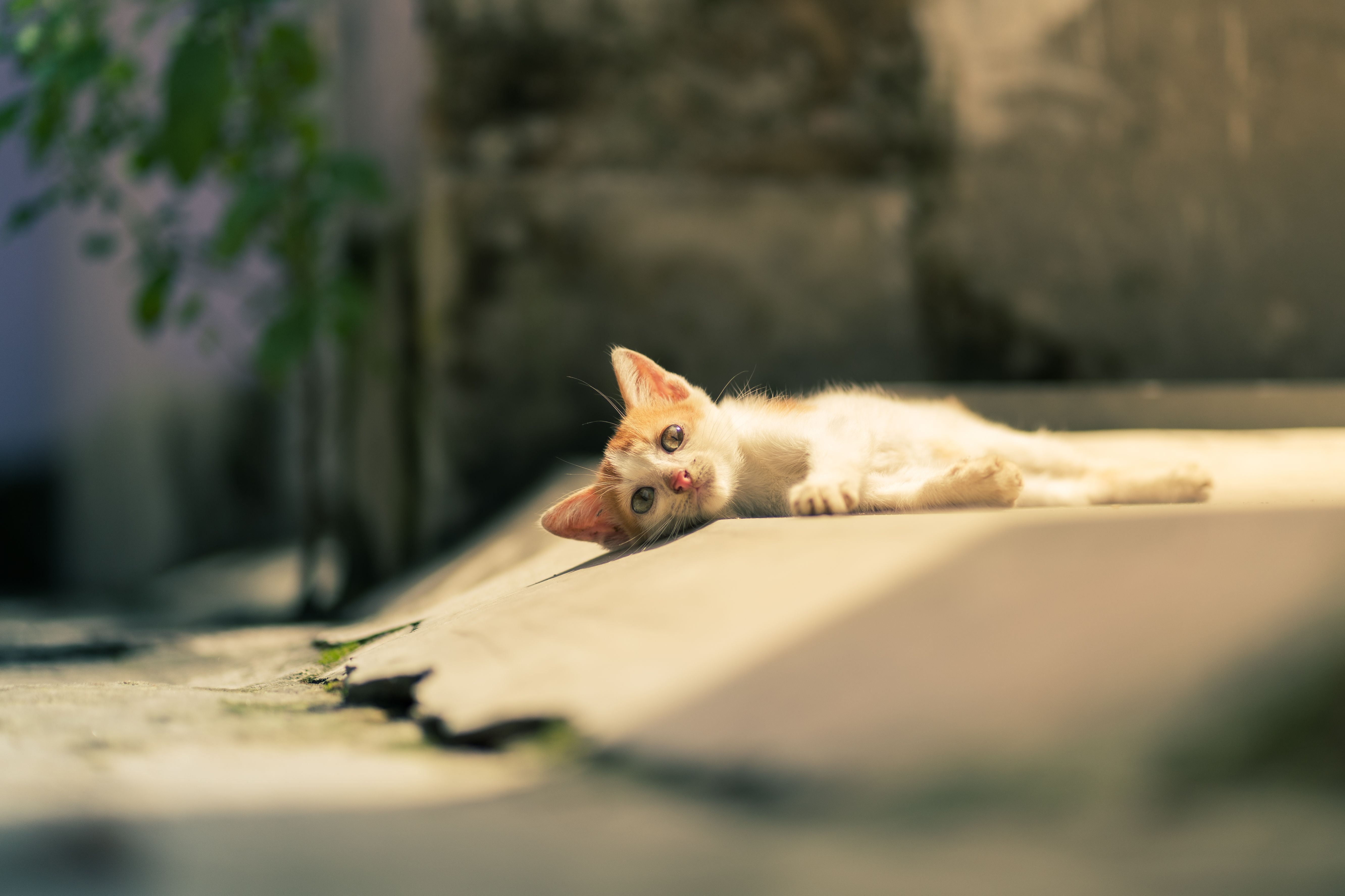 A cat laying on the ground in front of a building · Free Stock Photo