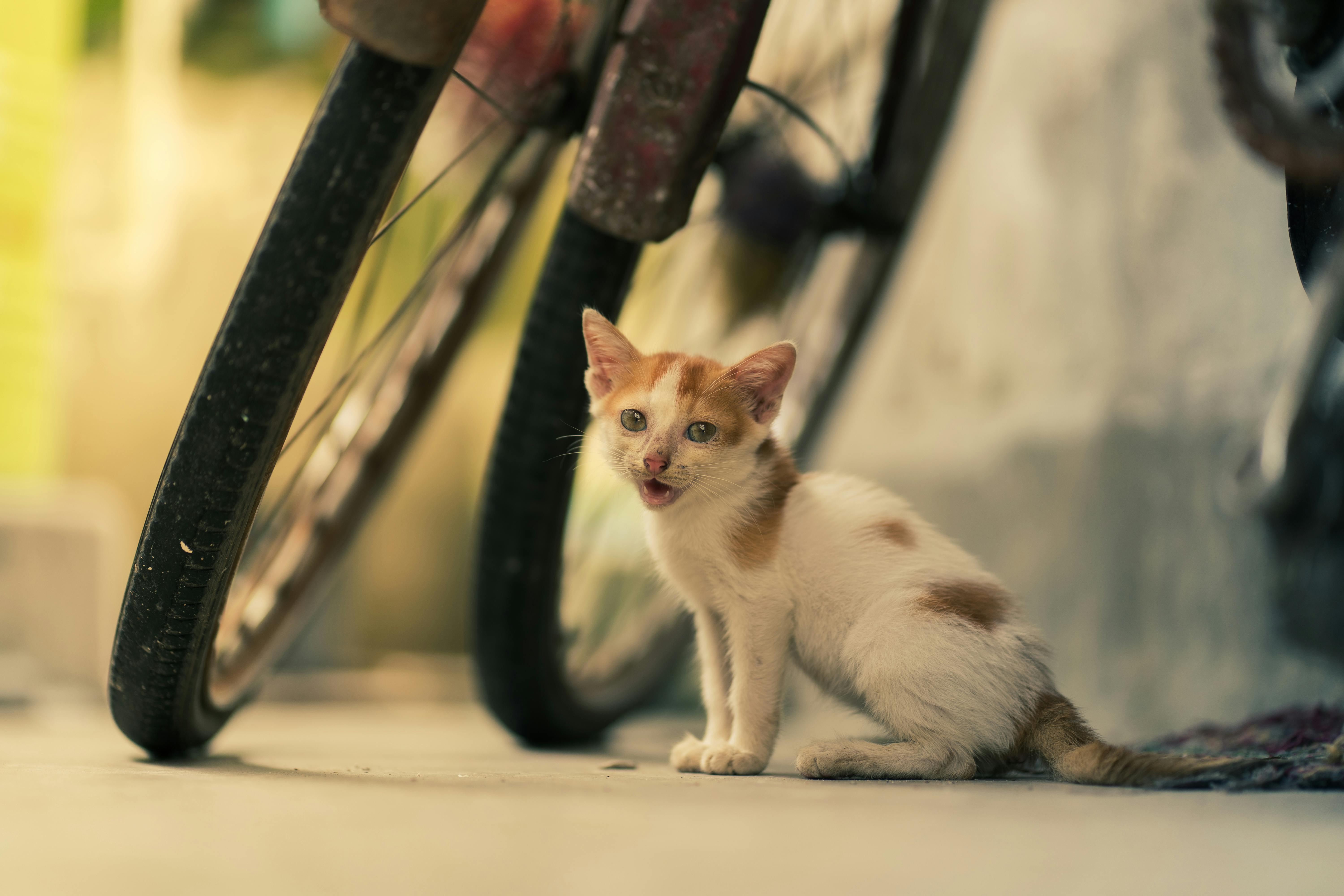 a cat sitting next to a bike