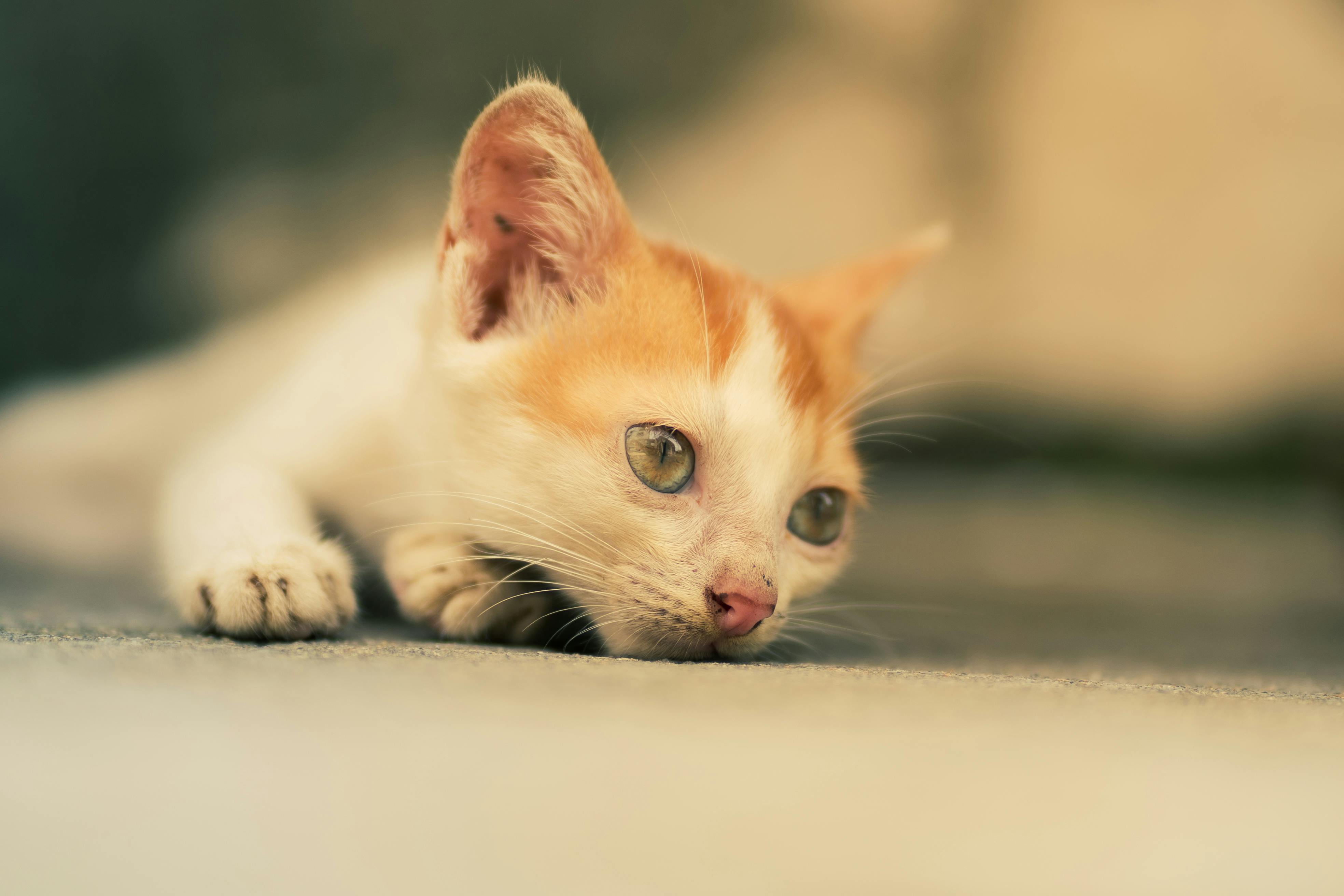 Photos provided by Pexels