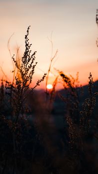 Silhouette of wild plants with a vibrant sunset in the background, capturing the peacefulness of nature.