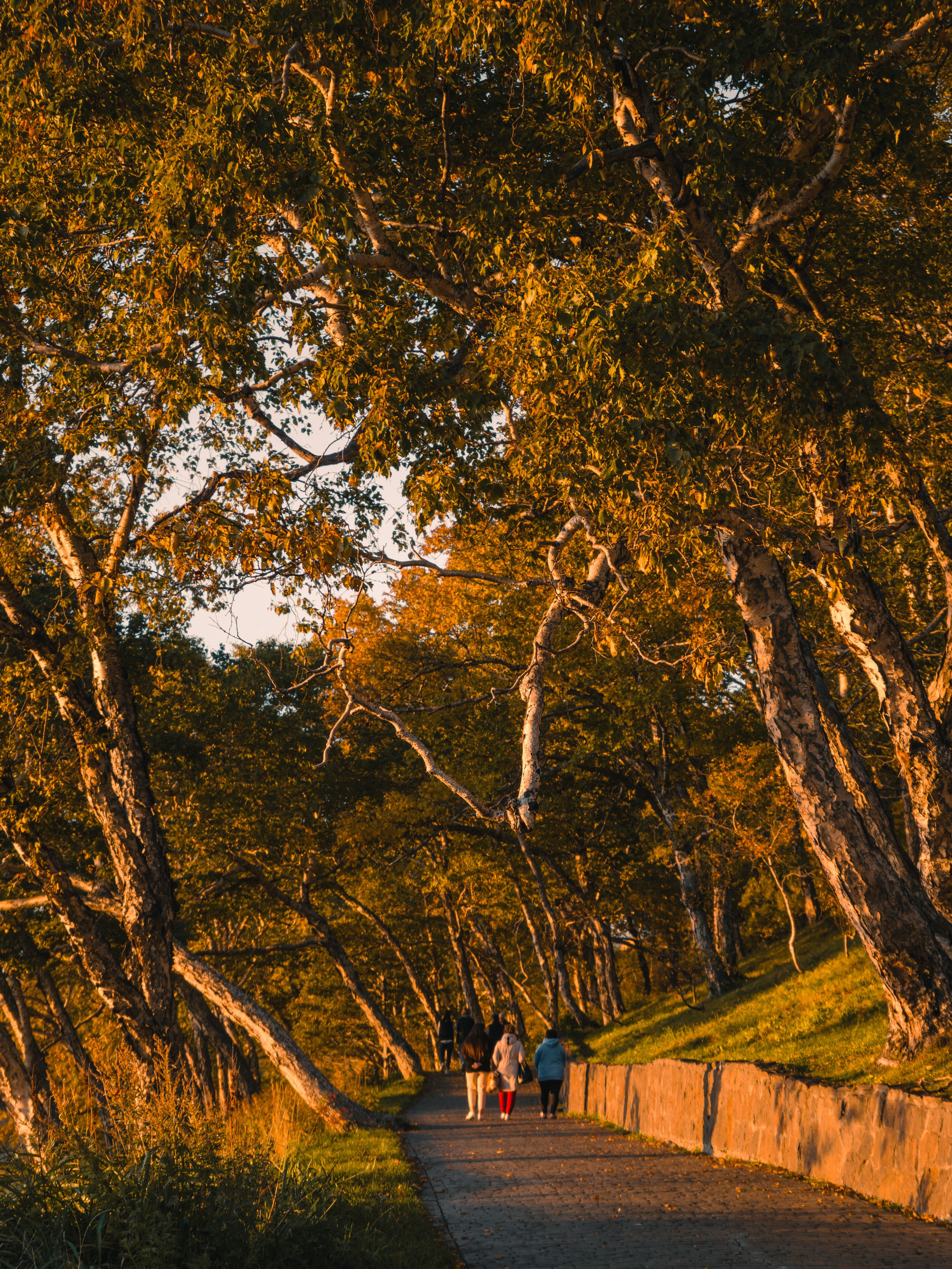 A couple walking down a path in the woods · Free Stock Photo