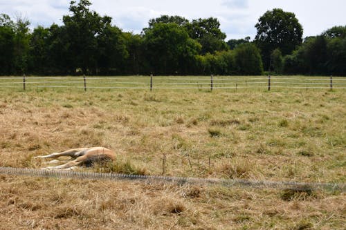 围栏, 小馬, 森林 的 免费素材图片