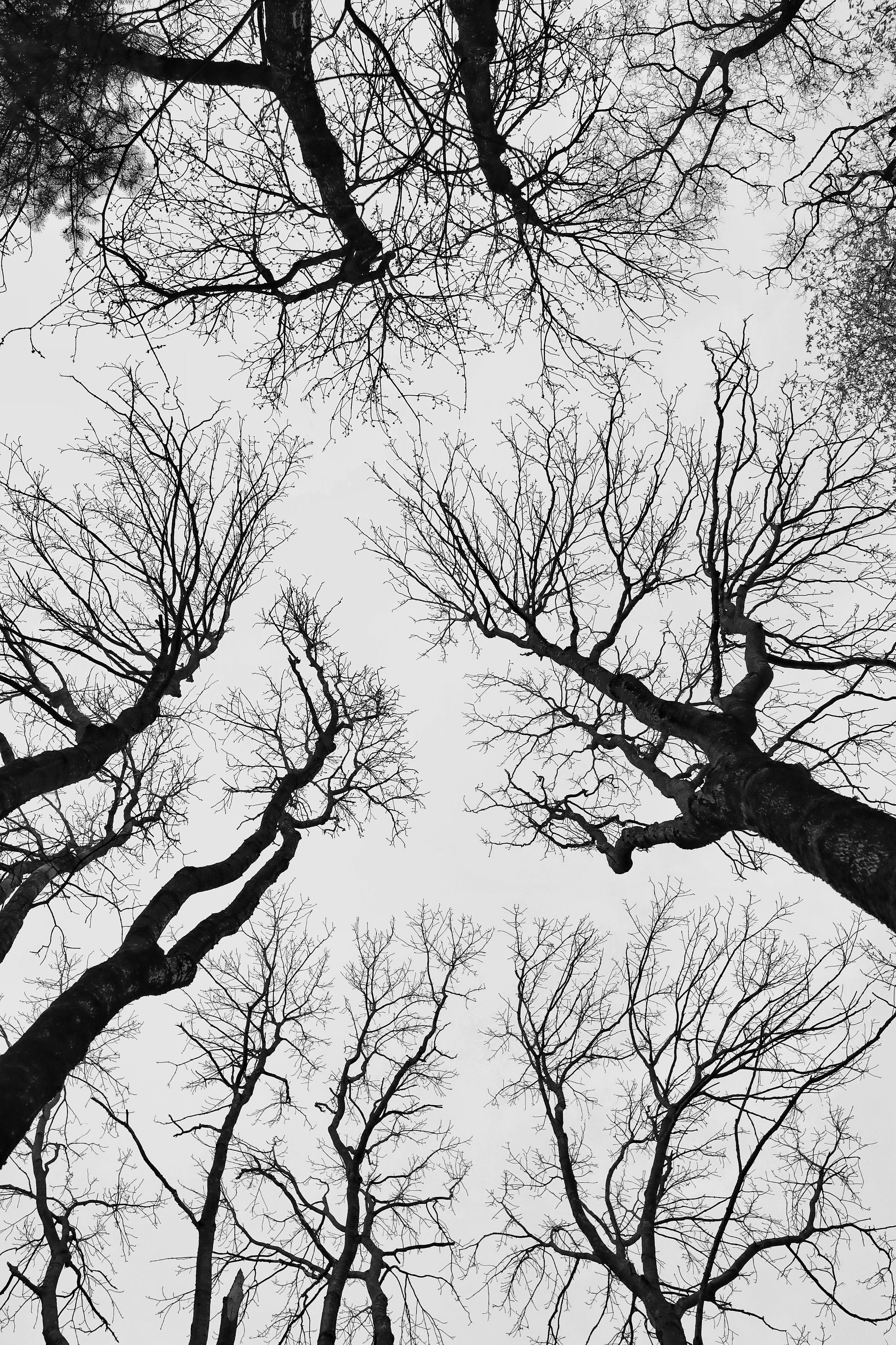 Silhouetted bare trees reaching skyward during winter in Minsk.