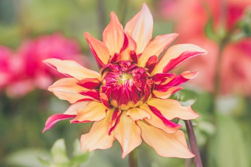 Blooming Multi-Colored Flower