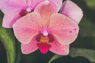 露珠点缀的粉红兰花特写镜头，展现了其精致花瓣与鲜艳色彩
