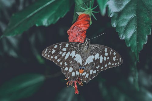 Butterfly on Red Flower