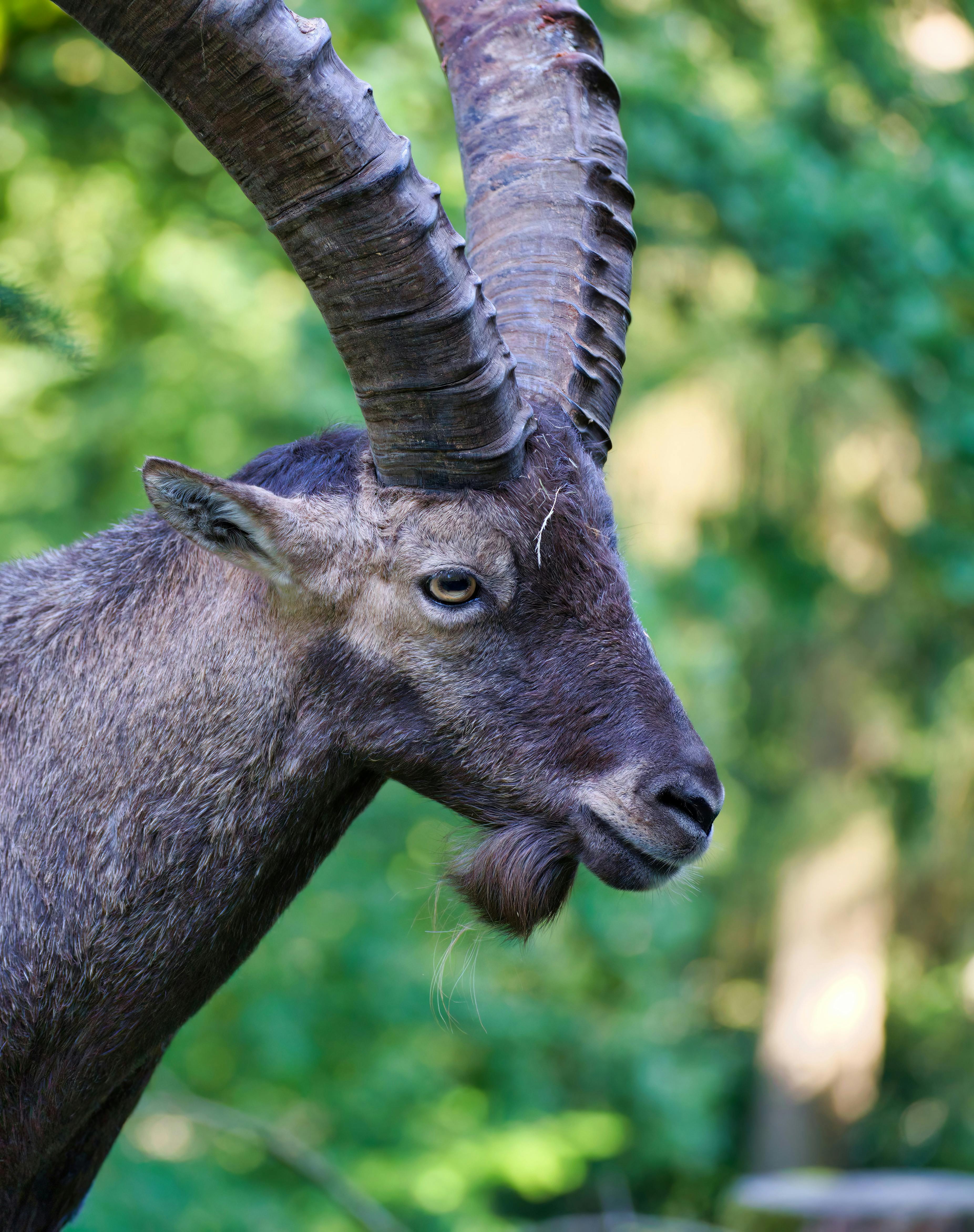 grátis Foto profissional grátis de Alemanha, Alpes, animais Foto profissional