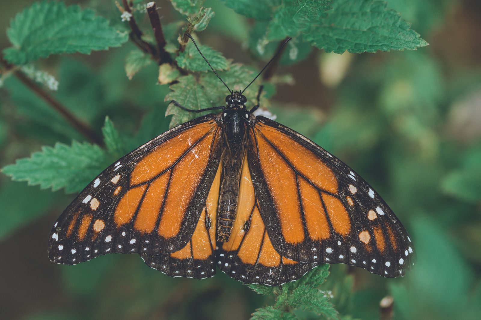 Monarch butterfly resting on green leaves, wings spread