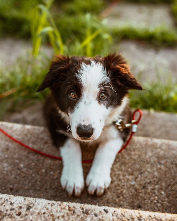 Free Photo of White and Brown Coated Dog Stock Photo