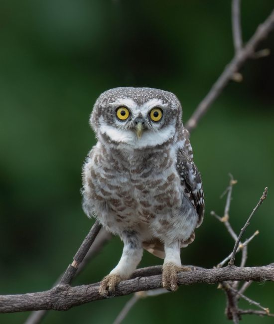 Captivating image of a spotted owlet perched on a branch against a lush green background.
