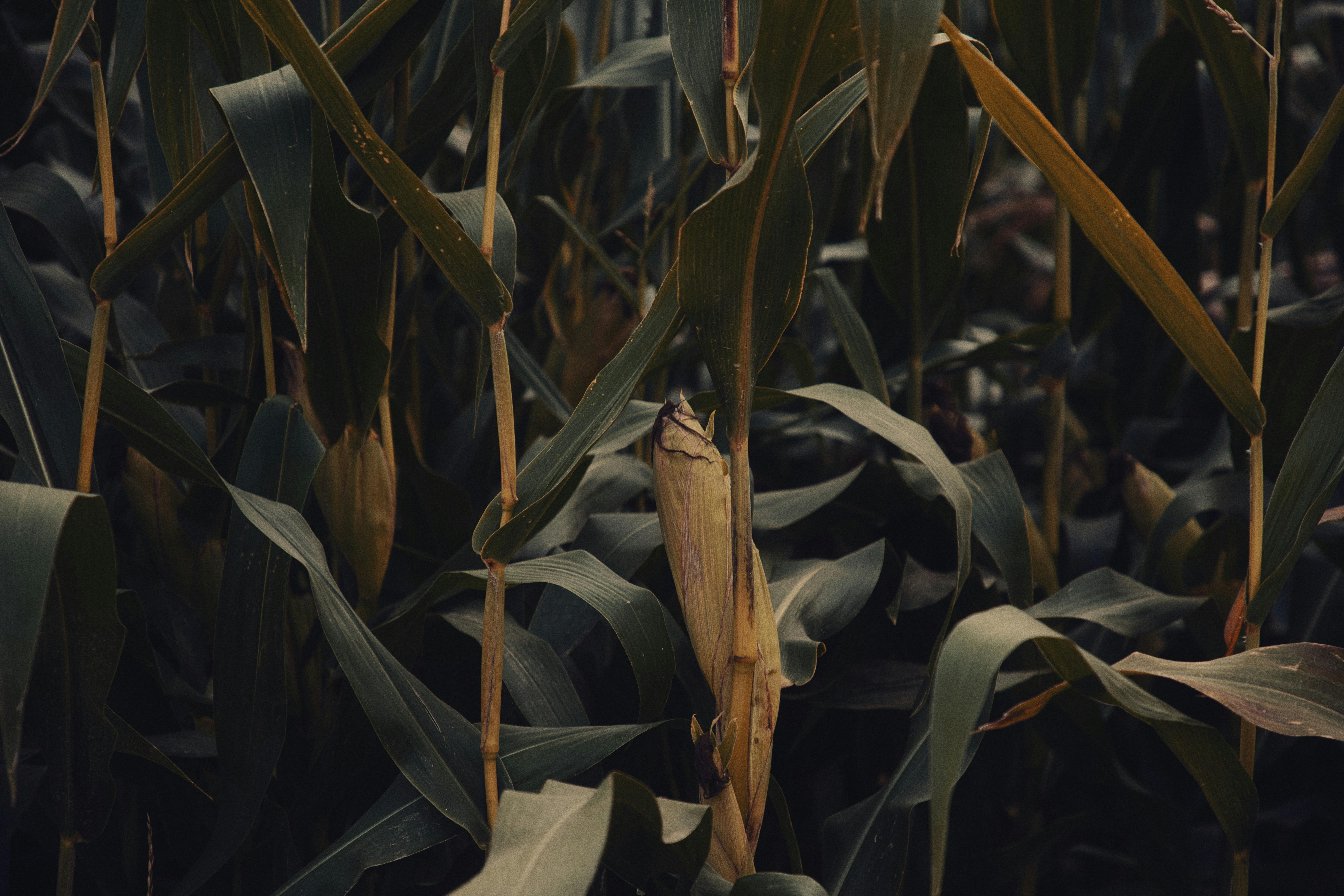 Kostnadsfria Kostnadsfri bild av årstid, Baden-Württemberg, beskära Stock foto