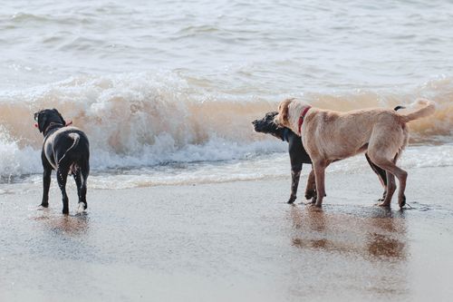 Free Three dogs frolic by the waves on a sandy Goa beach, radiating joy. Stock Photo