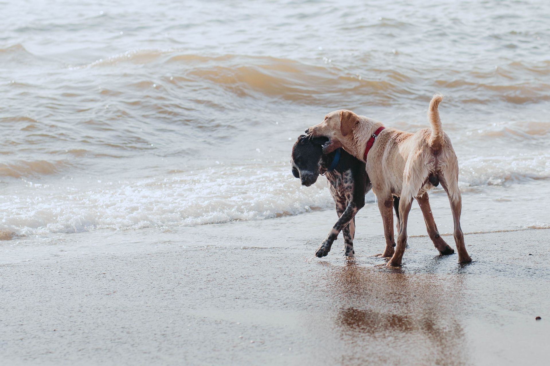 Playful Dogs on Goa Beach at Sunset