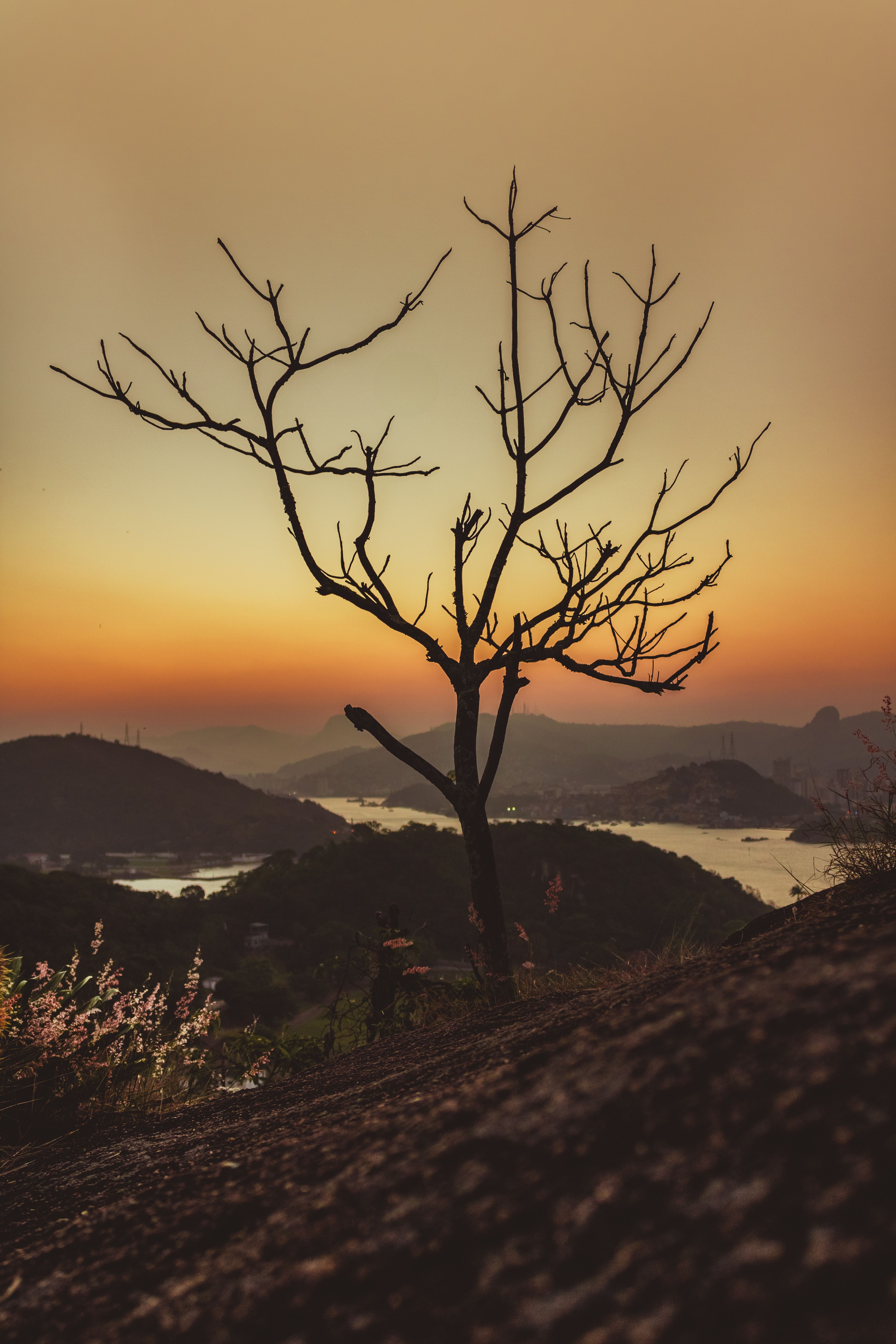 A lone tree on a hill overlooking the ocean at sunset · Free Stock Photo