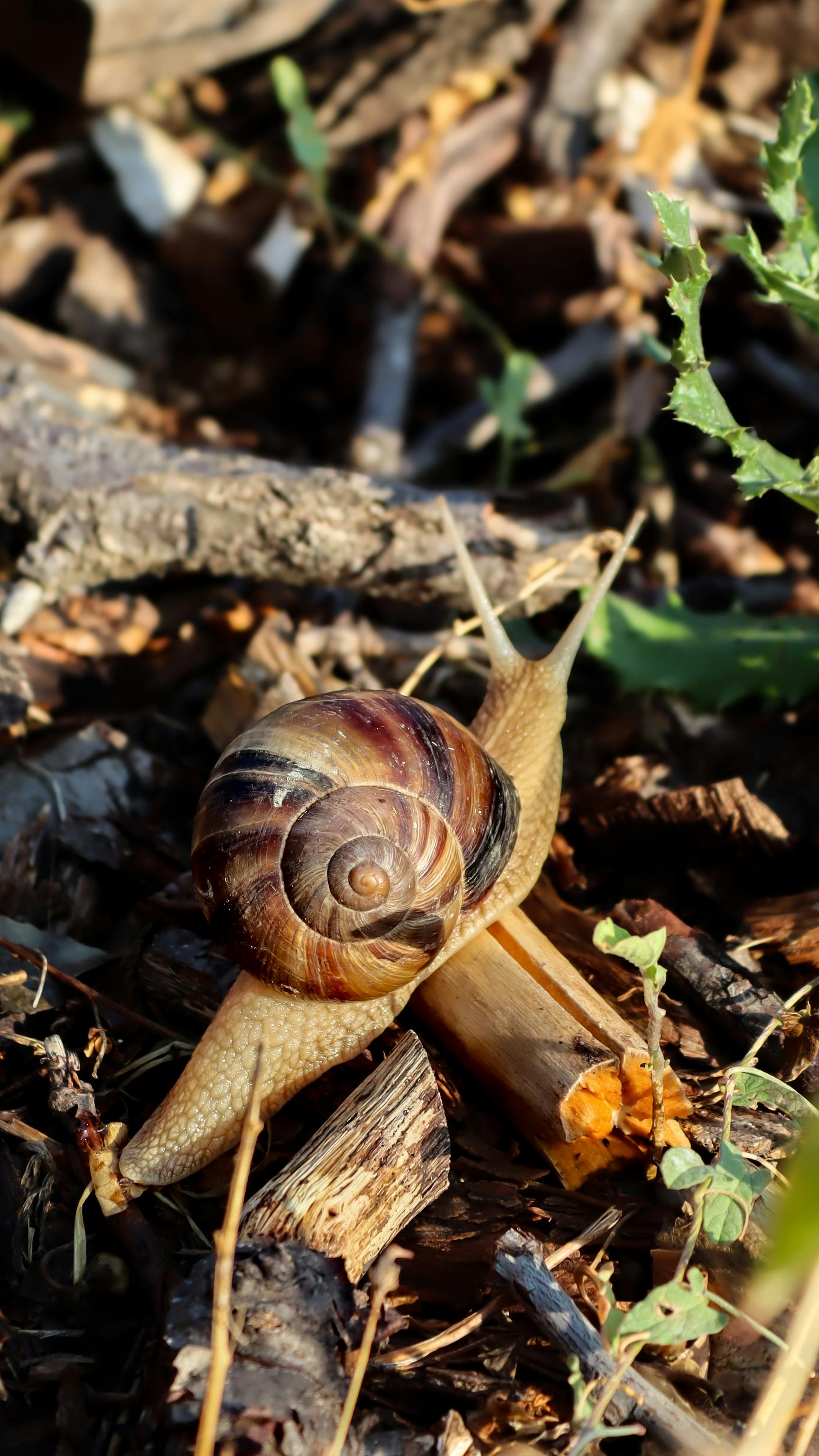 A snail crawling on the ground with a leaf