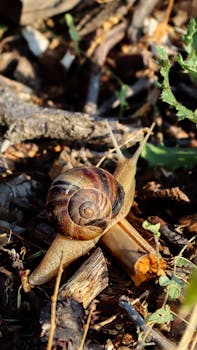 Detailed view of a snail with a spiral shell on a forest floor.