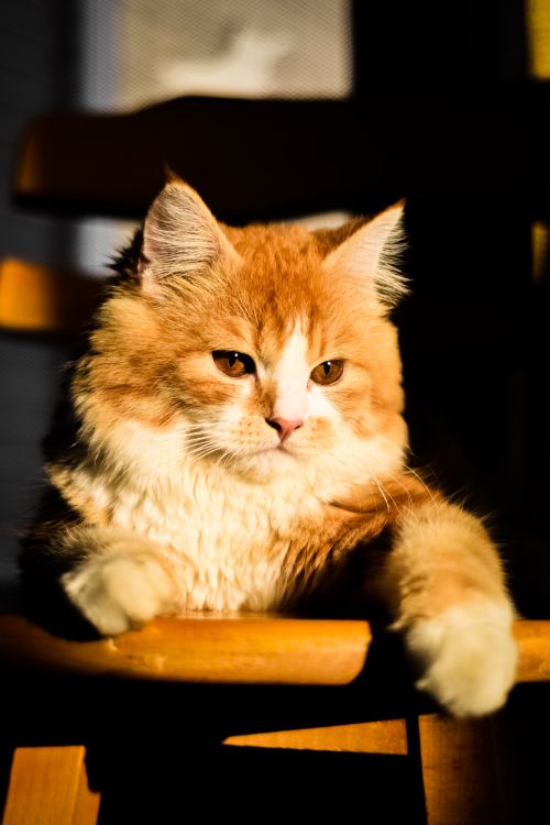 Free Charming portrait of a fluffy ginger cat basking in the warm sunlight indoors. Stock Photo