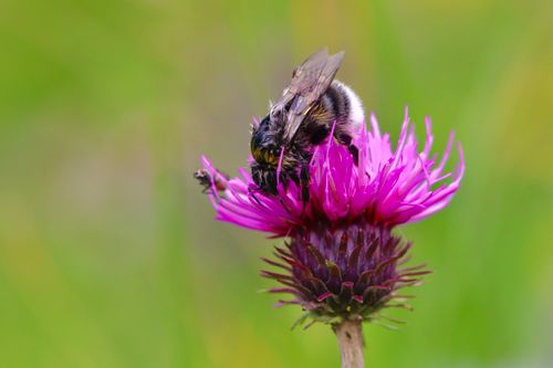 Free Close-up of a bumblebee collecting nectar from a vibrant thistle flower in Salzburg, Austria. Stock Photo