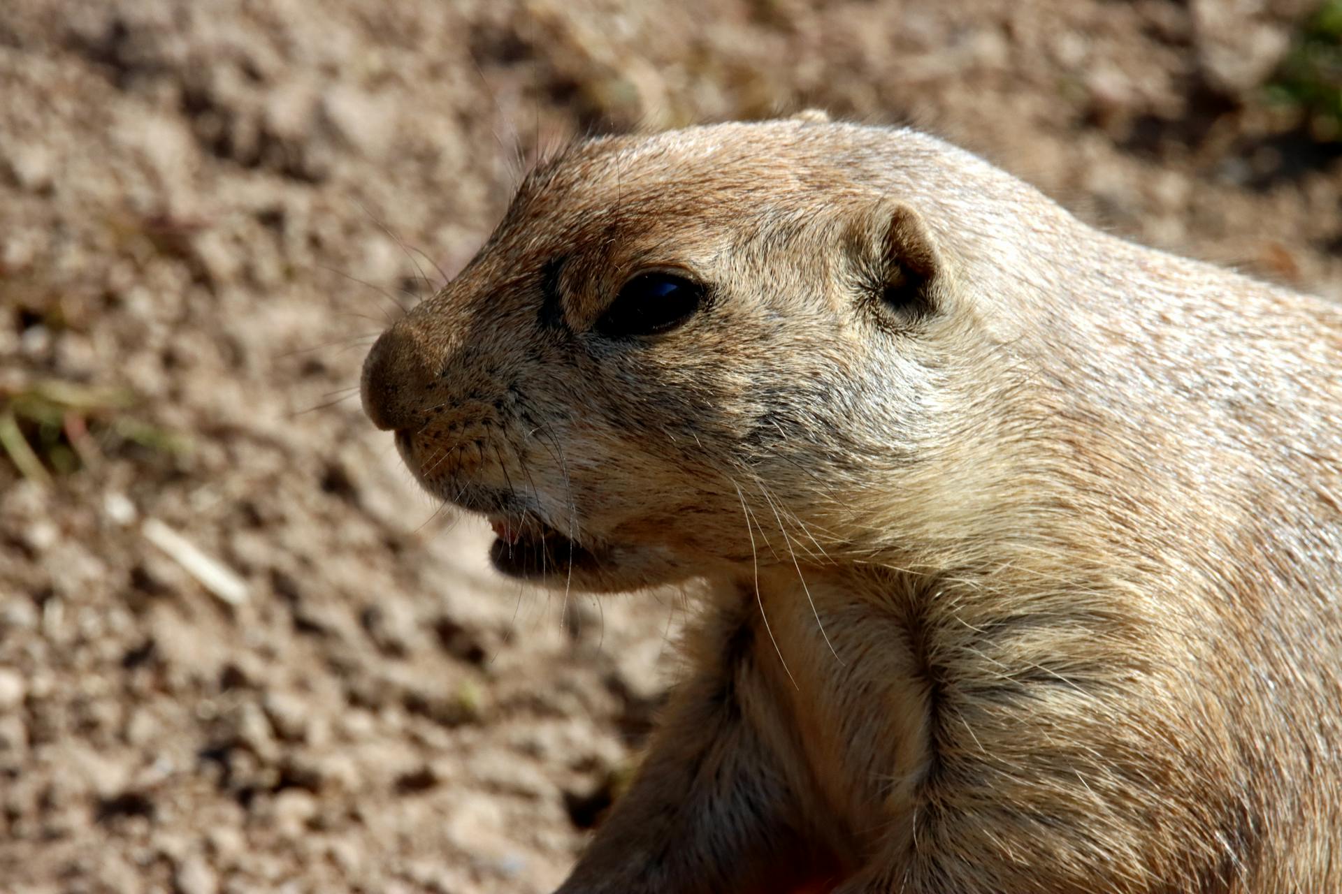 A Black-Tailed Prairie Dog
