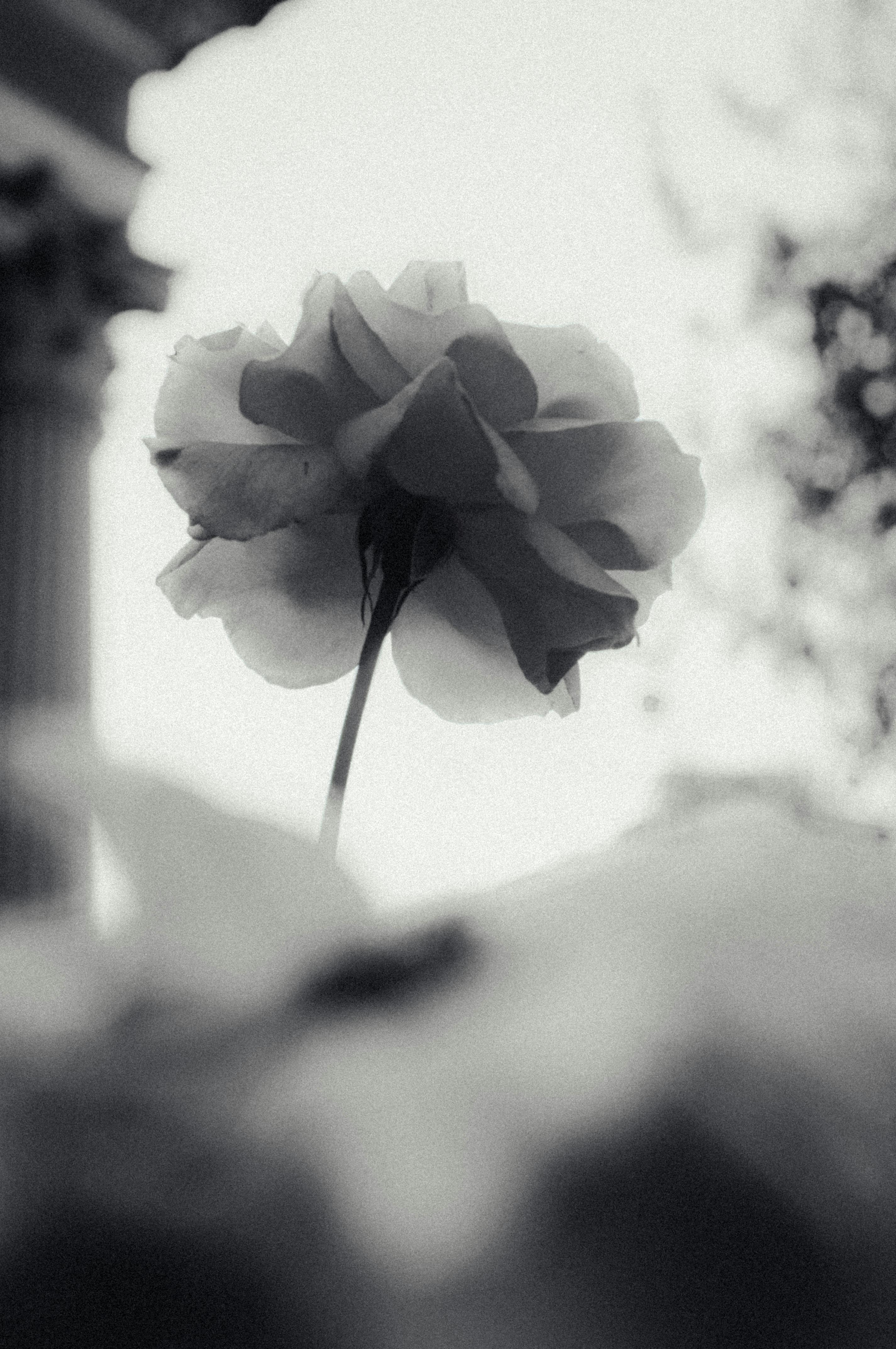 Elegant black and white image of a blooming rose, capturing its delicate petals and evocative atmosphere.