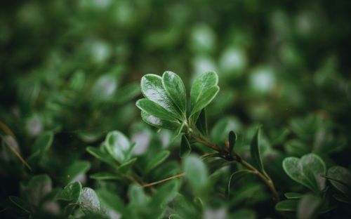 Free Detailed shot of lush green leaves capturing the beauty of nature in summer. Stock Photo