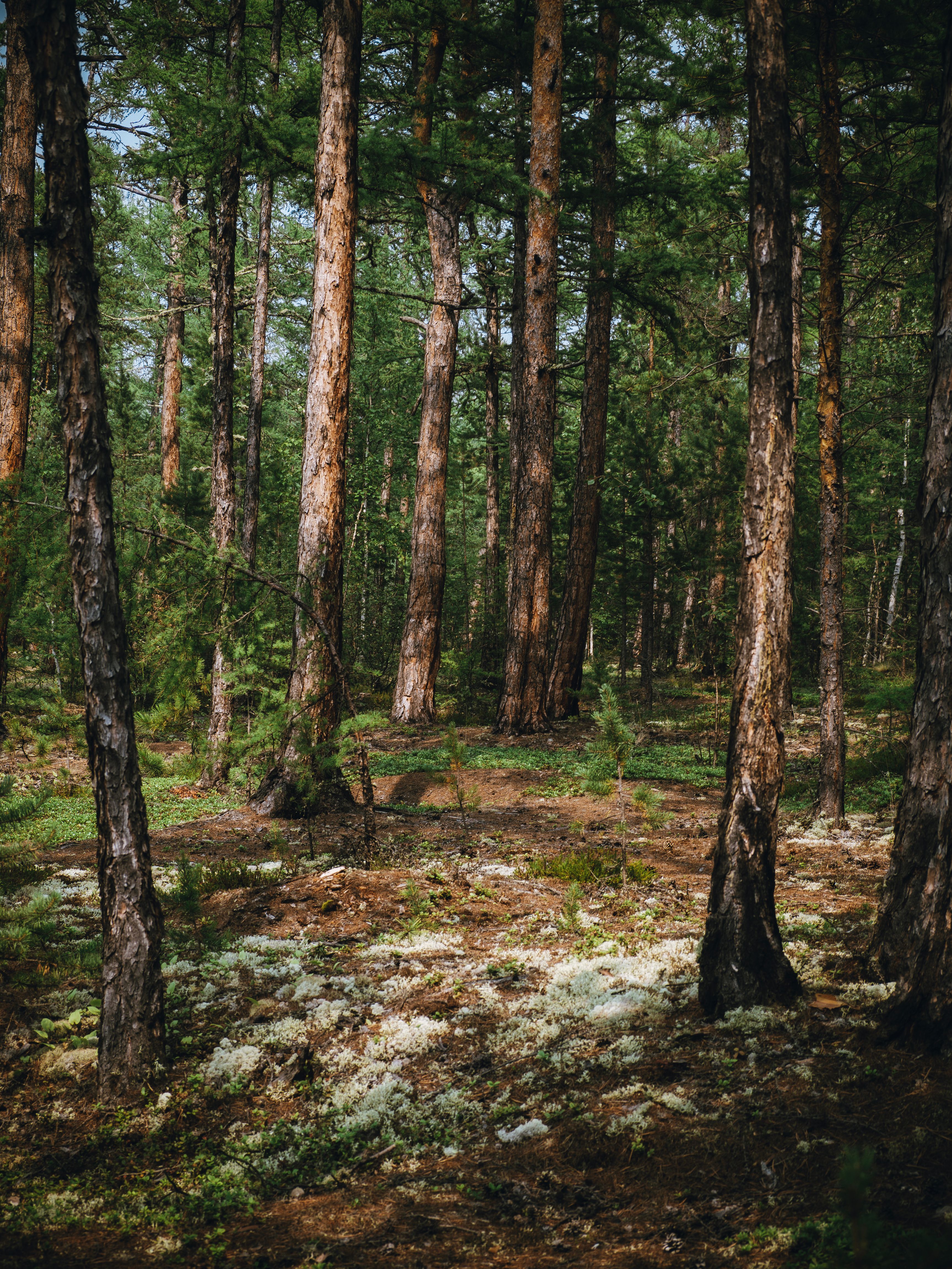 Kostnadsfria Kostnadsfri bild av Asien, bark, biologiska mångfalden Stock foto