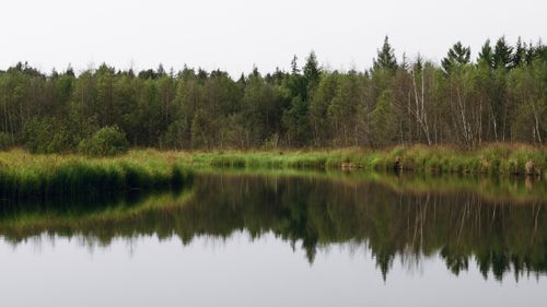 Free Peaceful forest scene with perfect reflections on a calm lake in summer, capturing the beauty of nature's tranquility. Stock Photo