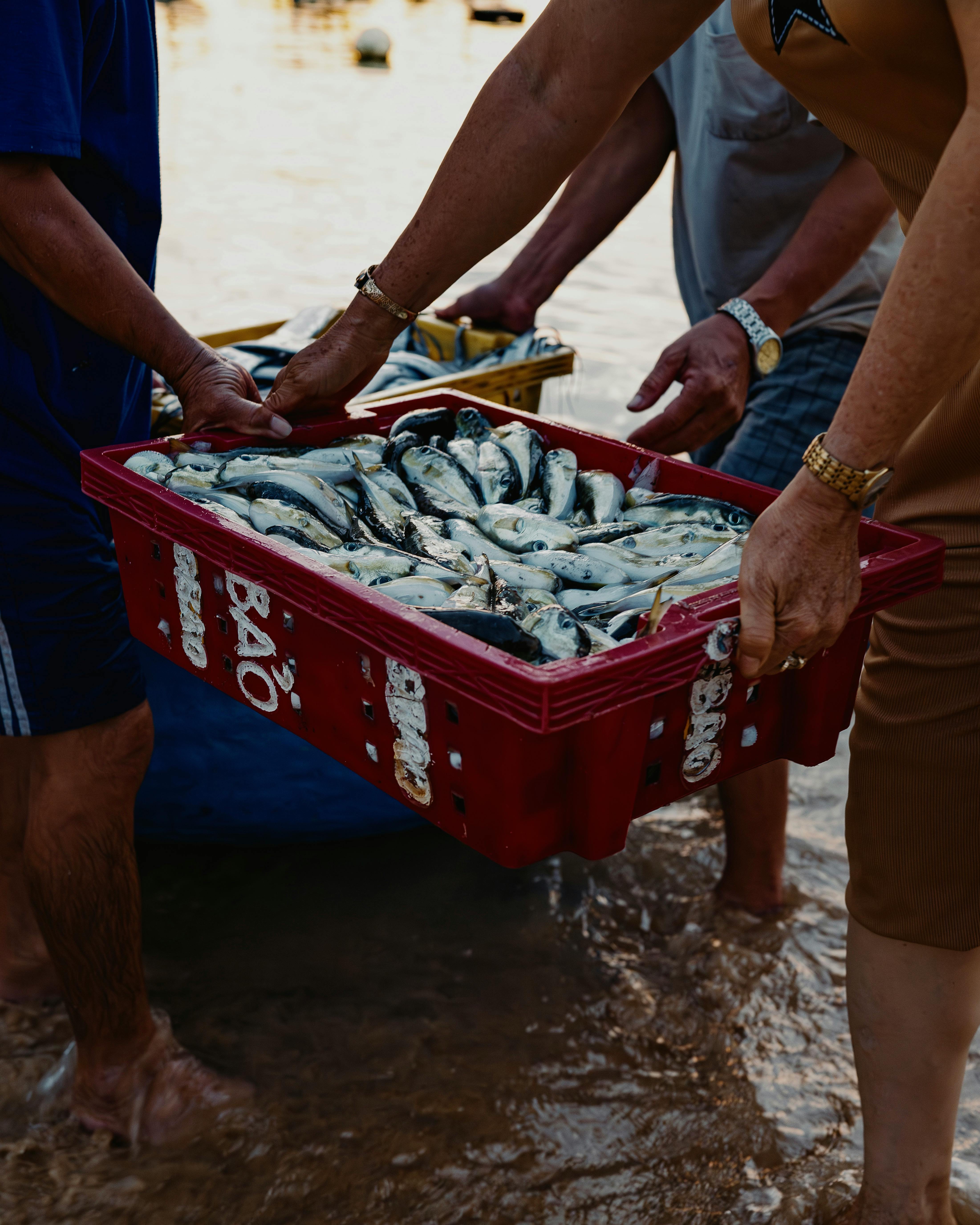 免費 binh dinh, 亞洲, 交換 的 免費圖庫相片 圖庫相片