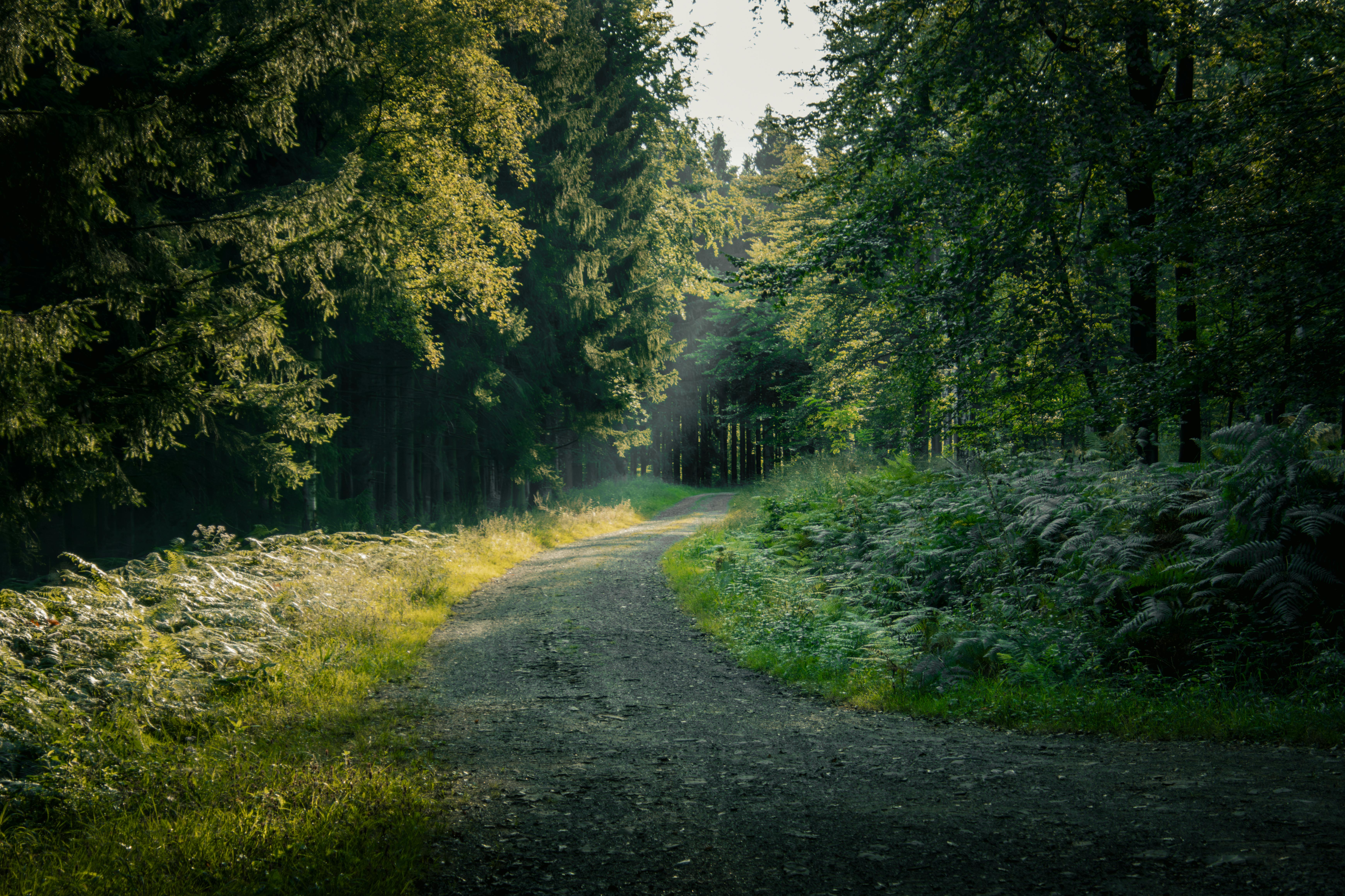 A tranquil forest pathway surrounded by lush greenery in Eupen, Belgium, captured during summer.