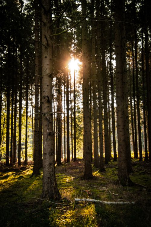 Free Sunlight beams through tall forest trees in Eupen, Belgium, casting shadows. Stock Photo