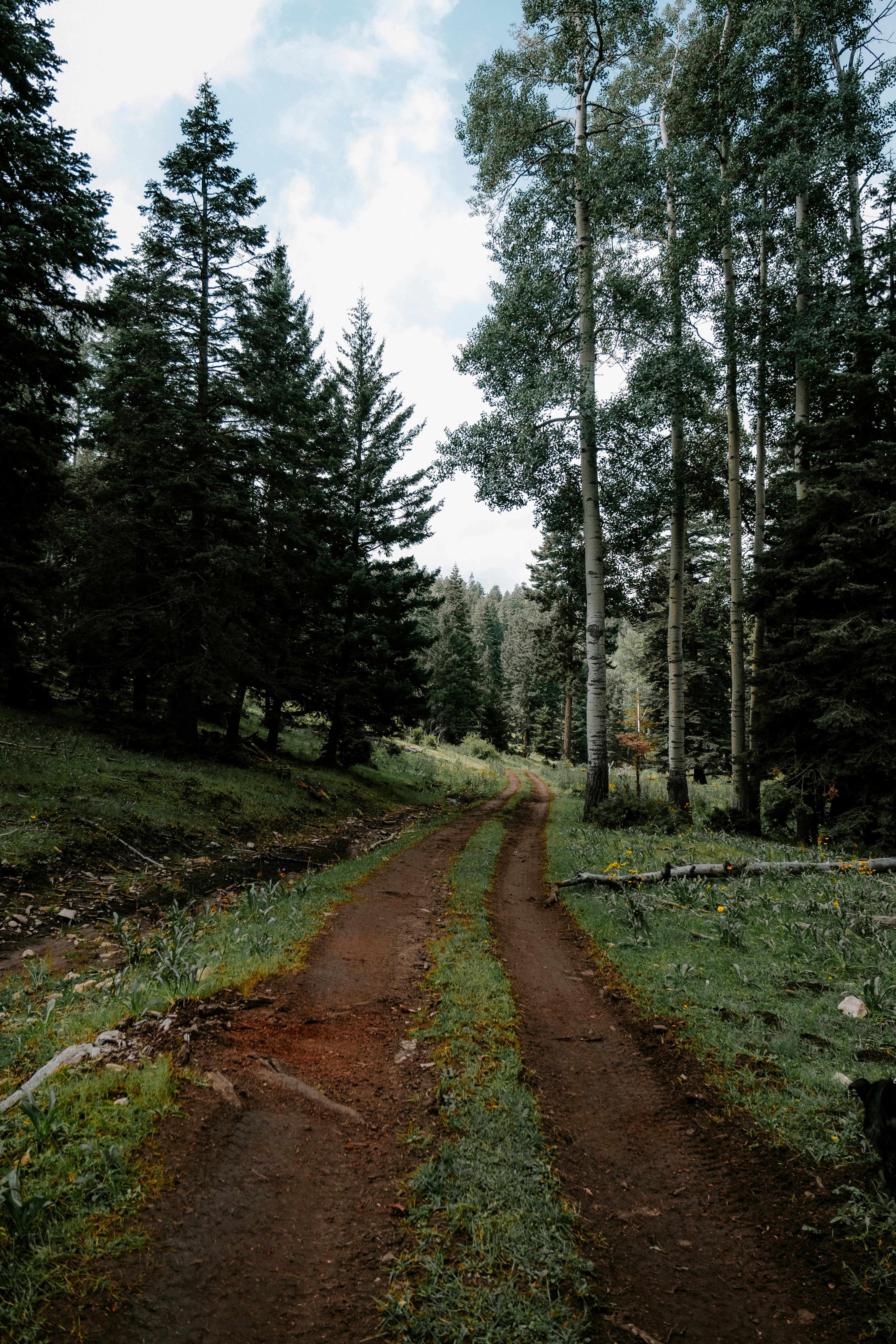 Tranquil dirt path through lush forest in Cloudcroft, capturing nature's calm beauty.
