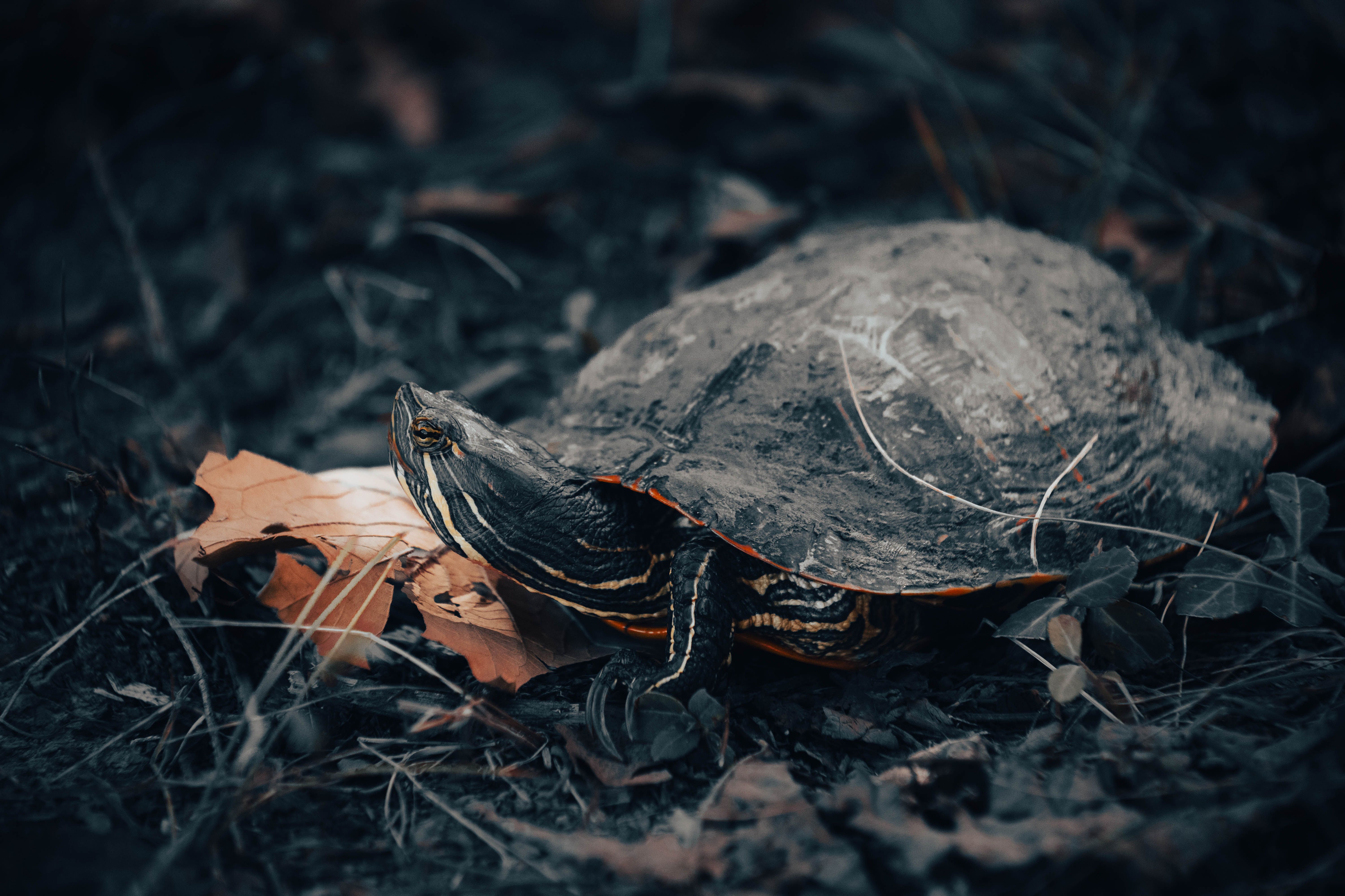 Kunstenaars creëren kleurrijke schildpadthema schilderijen.