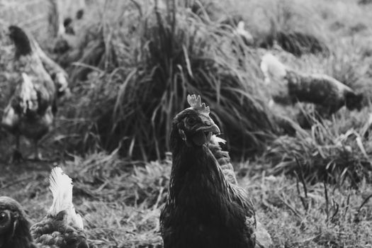 Black and white photo of chickens grazing outdoors on a German farm.