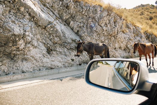 Horses walking along a scenic mountain road in Vlora, Albania. Captured on a sunny day.