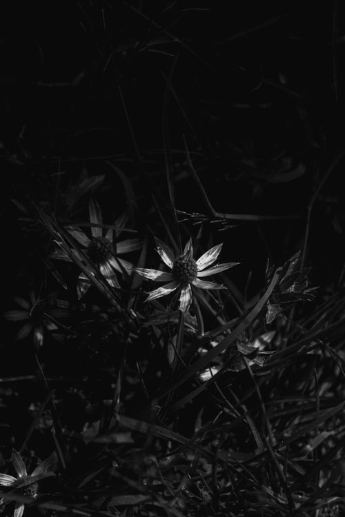 Free Striking black and white image of flowers in a dramatic light contrast. Stock Photo
