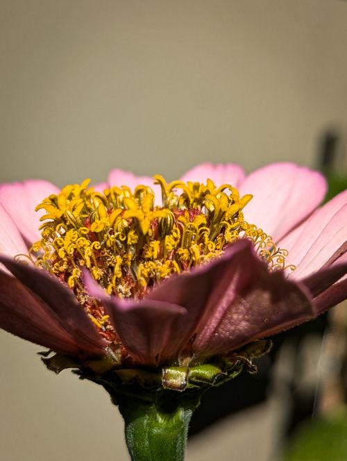 Free Detailed view of a pink zinnia flower with vibrant stamens and petals. Stock Photo