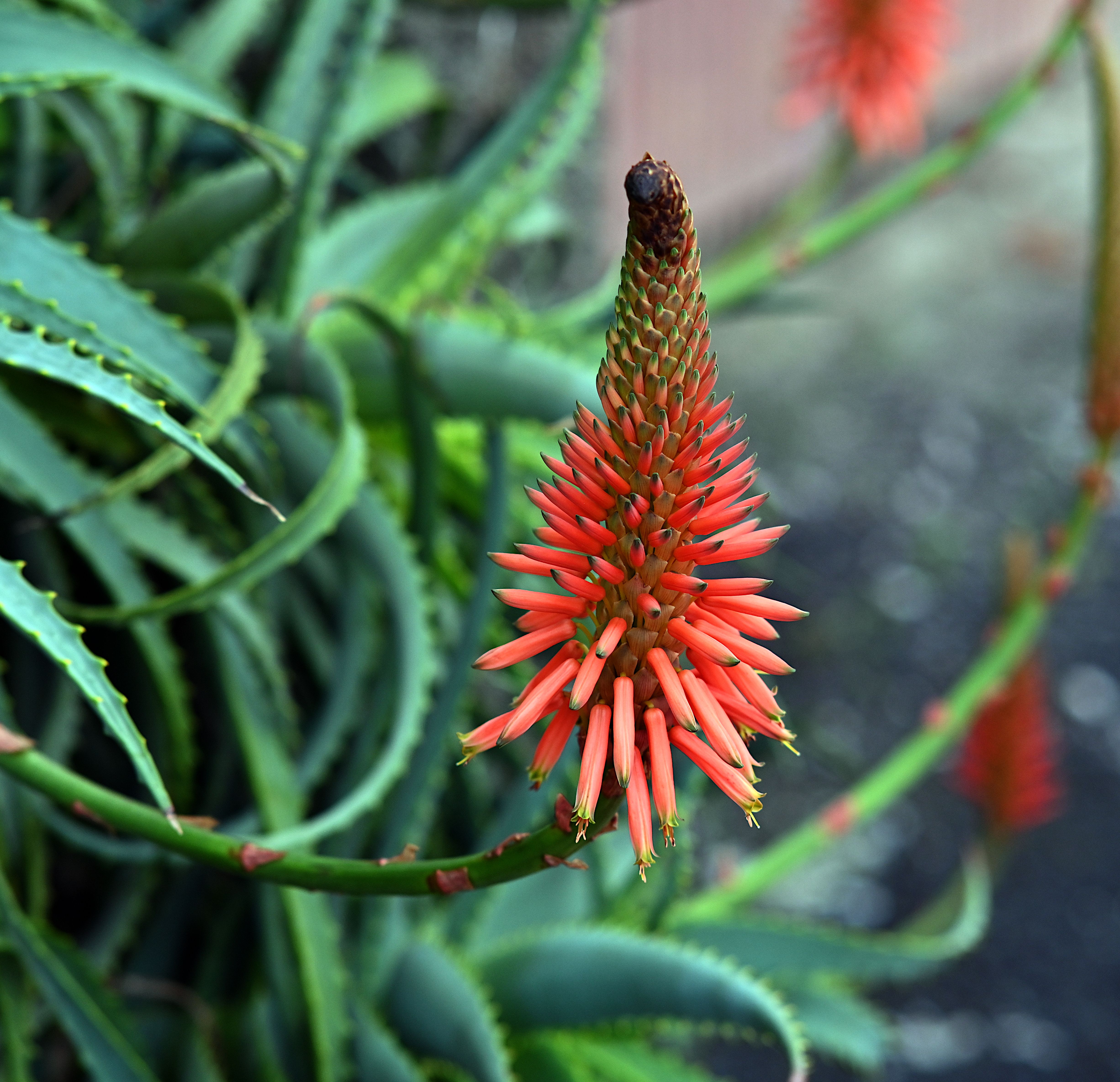 Zkladov fotografie na tma aloe, aloe vera, barevn, biologie rostlin,  biome, botanick zahrada, botanick, erven kytka, detail flry, divok,  ekologick, ekologie, exotick, flra, fotografovn flry, krajina,  krajinsk pravy, krsn, kvst ...