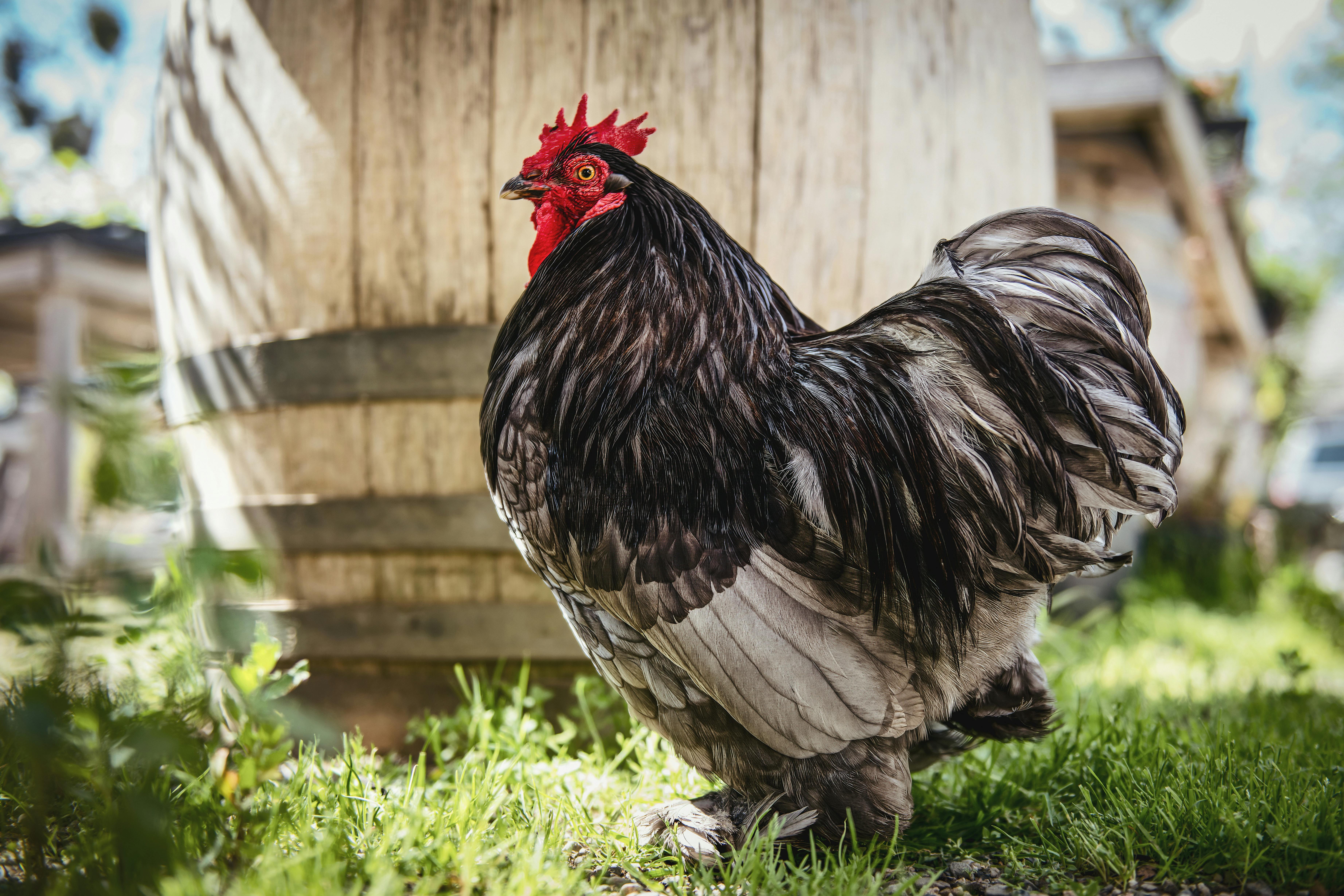 A striking Cochin chicken with red comb and black plumage in a sunlit rural backyard.