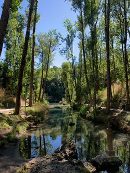 Peaceful forest river surrounded by tall trees on a sunny summer day.