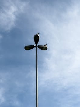Two seagulls rest atop a streetlight with a clear blue sky backdrop.