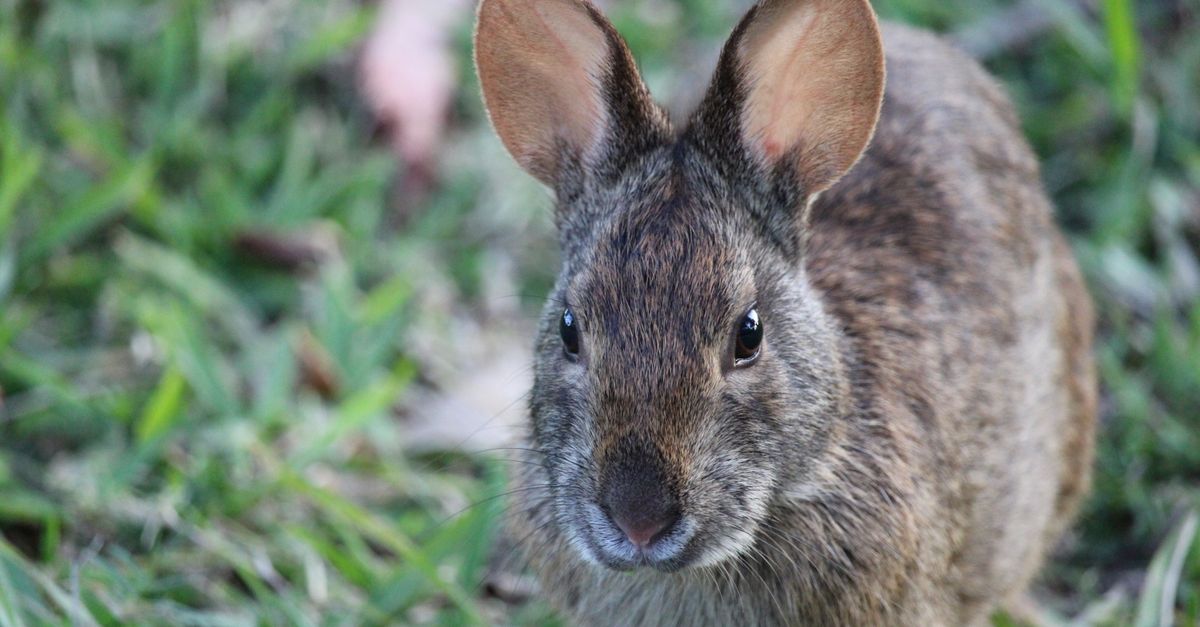 A detailed close-up image of a cottontail rabbit sitting on green grass in Sebastian, Florida.